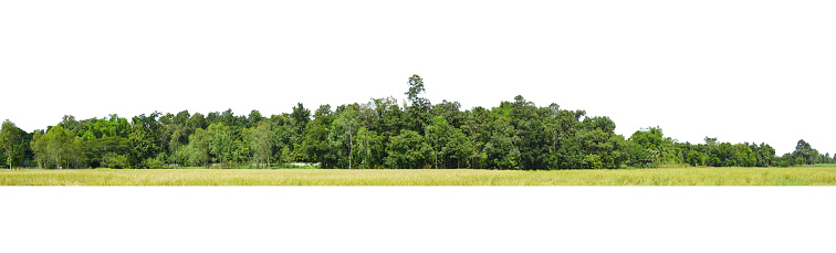 Panorama View of a High definition Treelined isolated on a white background.