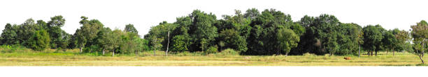 visão panorama de uma treelined de alta definição - treelined forest tree summer - fotografias e filmes do acervo