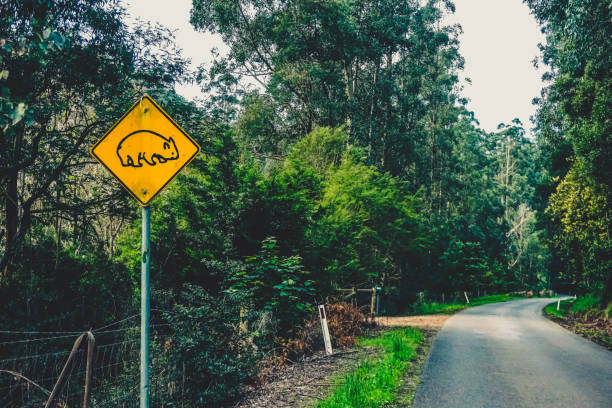 A path in the Australian rainforest with the sign: "Attention wombats". stock photo