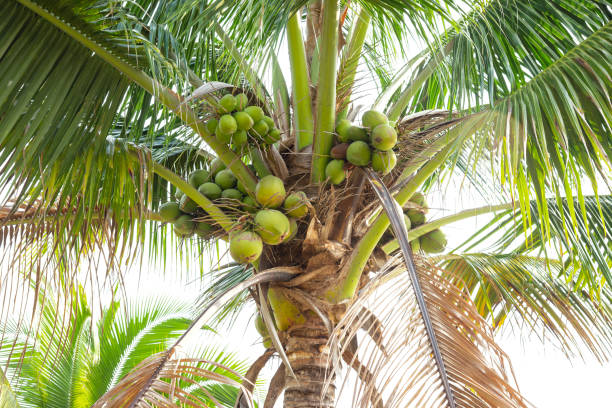 istock Green coconut fruit that is on the natural tree,  isolated 1369444822