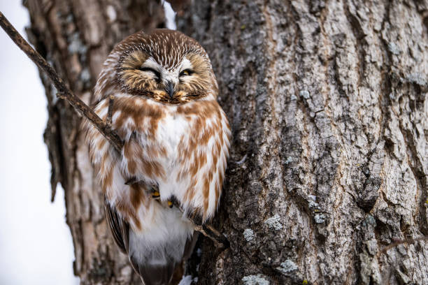 istock Northern Saw-whet Owl perched and resting during a winter morning. 1369445626