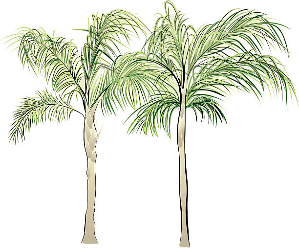 Queen Palms Queen palm trees. syagrus stock illustrations