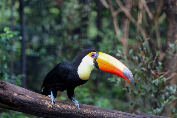 istock The toco toucan bird on the wood tree in forest 1369447378