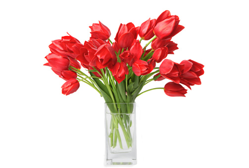 Bright red tulips in a glass vase, isolated on white.