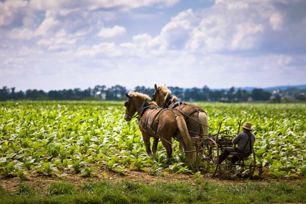 Amish farmer with a horse on the field Country life amish farmer working with a horse on the field Amish stock pictures, royalty-free photos & images