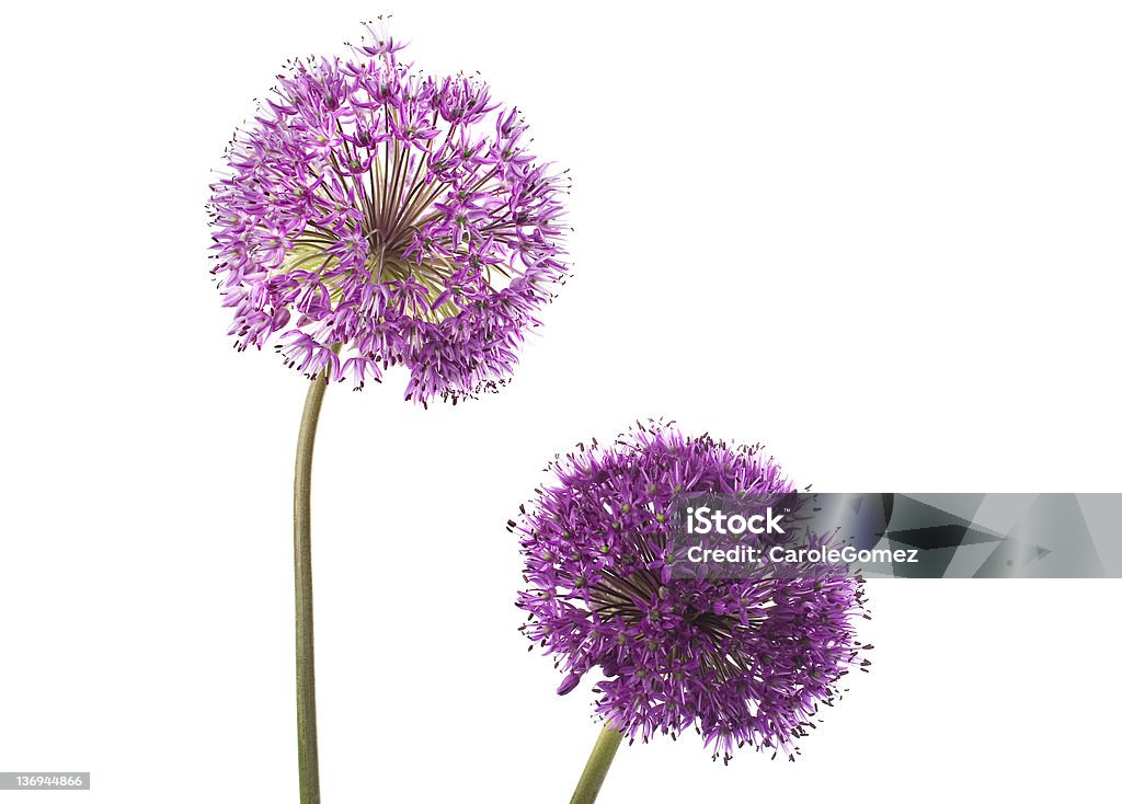 Deux fleurs Allium - Photo de Ail - Liliacées libre de droits