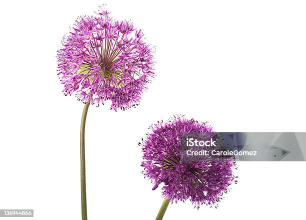 Photo libre de droit de Deux Fleurs Allium banque d'images et plus d'images libres de droit de Ail - Liliacées - Ail - Liliacées, Deux objets, Fleur - Flore