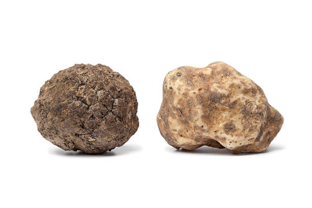 preto e branco trufa - white truffle imagens e fotografias de stock