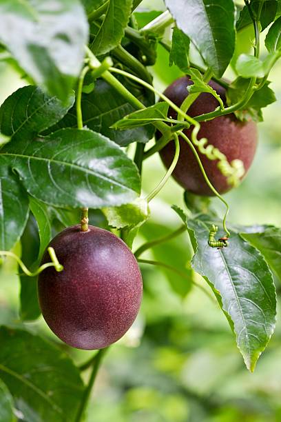 Close-up of passion fruits attached to vines and leaves