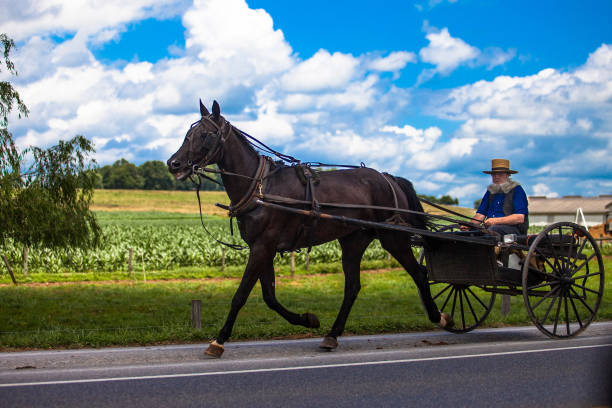 Vienna, Austria-Dec 6, 2024.\nDuring Advent and cold weather, horses in Vienna wear ear coverings to keep them warm. The Advent period is very busy for tourist visits. Carriage tours pulled by horses are common. It is intensely cold and the horses wear “ear muffs” made of felt.