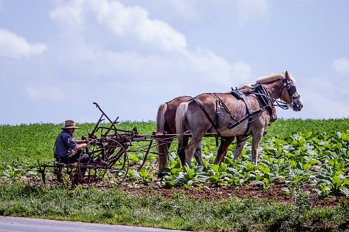 Lancaster, PA / USA - 7/4/2013: Amish farmer harvesting crops