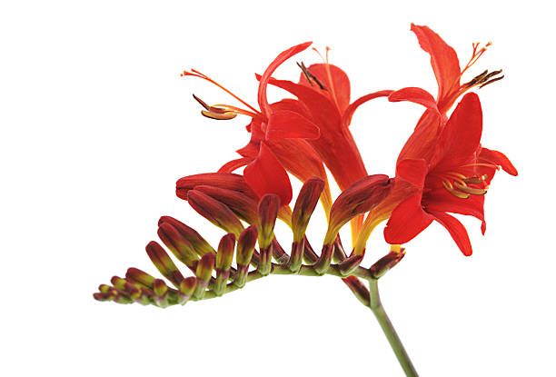 Crocosmia Lucifer Crocosmia Lucifer isolated on white crocosmia stock pictures, royalty-free photos & images