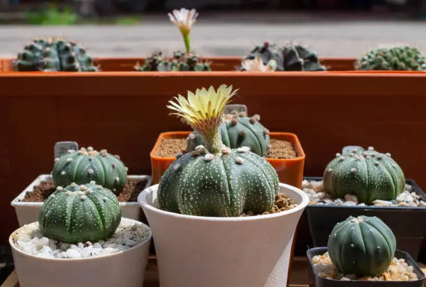 Photo of Group of Astrophytum asterias cactus in various pot.