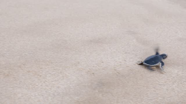 Little baby sea turtle crawling on beach
