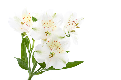 White flowers (Alstroemeria - Peruvian lily) on white