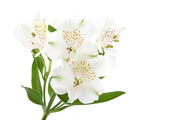 Photo of Pretty White Flowers