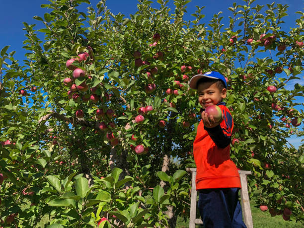 enfant cueillant des pommes - apple orchard child apple fruit photos et images de collection
