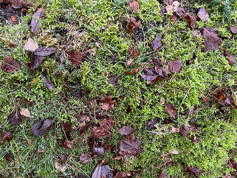 A wet forest floor covered with moss and foliage.