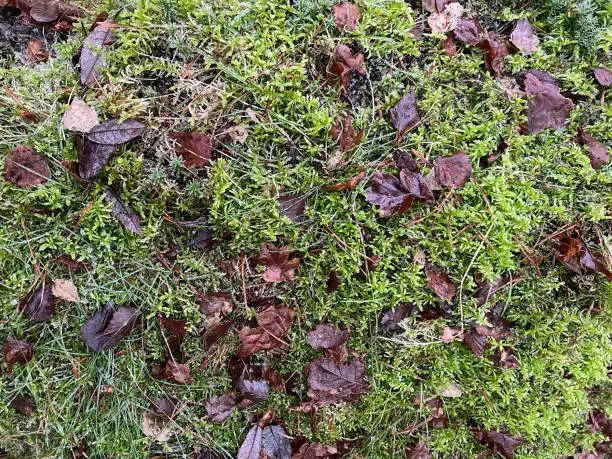 Photo of A wet forest floor covered with moss and foliage.