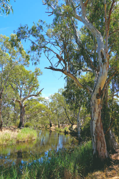 istock Horsham,  Victoria, Australia 1369463353