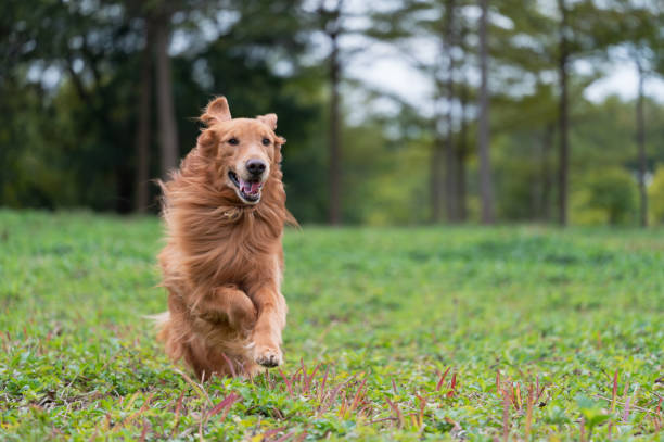 istock golden retriever running on grass 1369464726