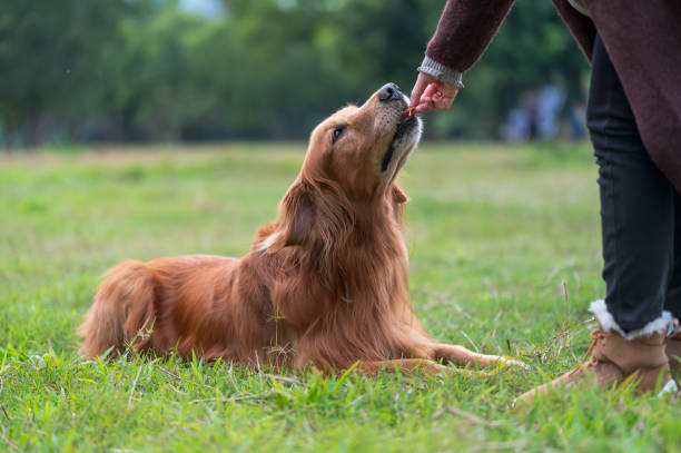 istock Golden Retriever lying on grass and feeding with food 1369464739