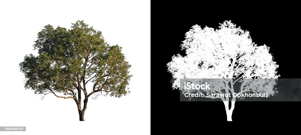 Tree isolated on white background with clipping path and alpha channel B117 - COVID-19 Variant Stock Photo