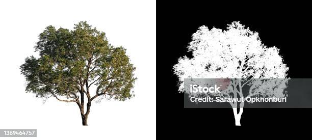 Tree Isolated On White Background With Clipping Path And Alpha Channel Stock Photo - Download Image Now