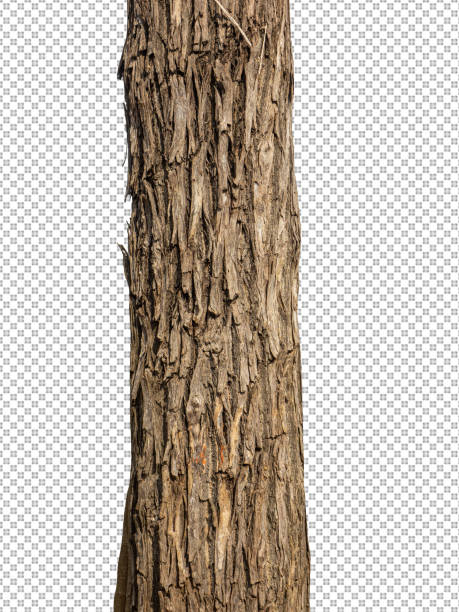 istock Trunk of a Tree Isolated On White Background 1369464758