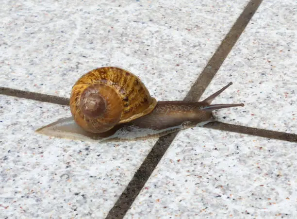 Photo of Snail Slithering on Tiles