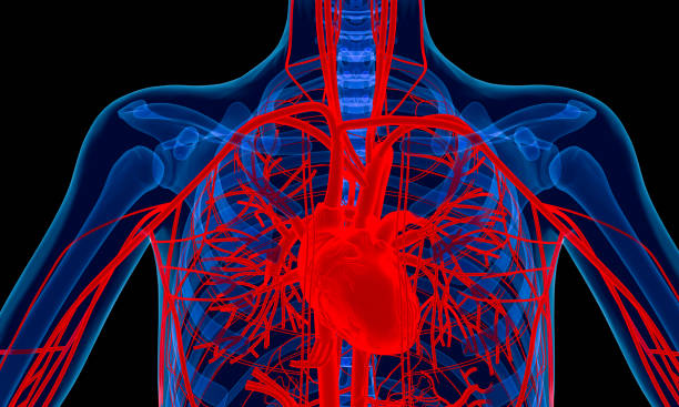 cuore umano - human bone forensic science medical scan morphology foto e immagini stock