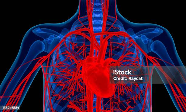 Human Heart 해부학에 대한 스톡 사진 및 기타 이미지 - 해부학, 대동맥, 해부