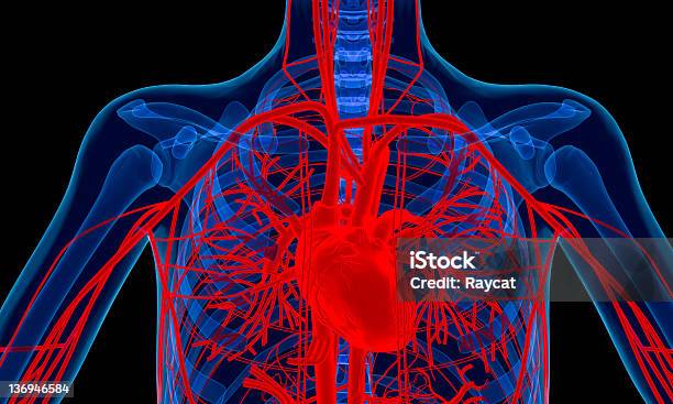 Сердце Человека — стоковые фотографии и другие картинки Анатомия - Анатомия, Аорта, Диссекция