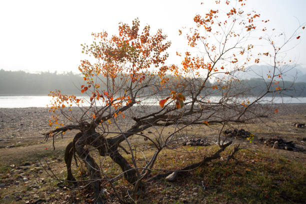 red leaves of tallow tree