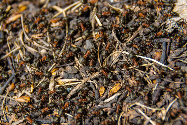 istock the surface of a forest anthill on which many worker ants run 1369469241