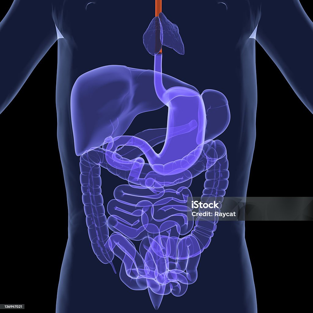 Пищеварительная система Пищевод - Стоковые фото Изображение сгенерированное цифровыми методами роялти-фри