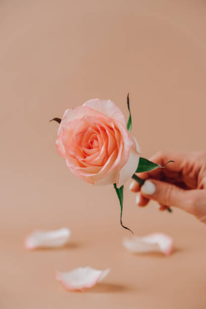 istock Female hand holding Delicate pink rose on beige background. Minimal trendy composition. Abstract art idea. Romantic pastel pink rose flower. Modern aesthetic. Neutral earth tones Vertical 1369470274