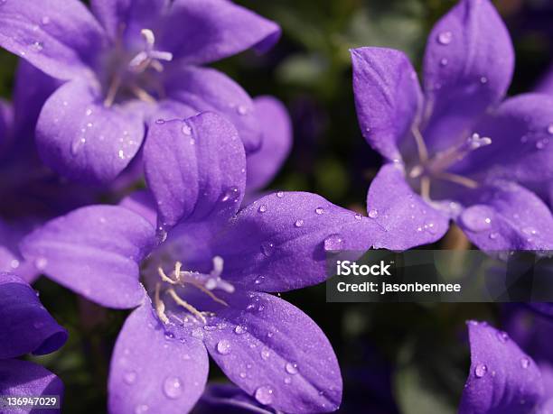 Quirlblütiger Salbei Stockfoto und mehr Bilder von Blume - Blume, Blumenbeet, Blüte