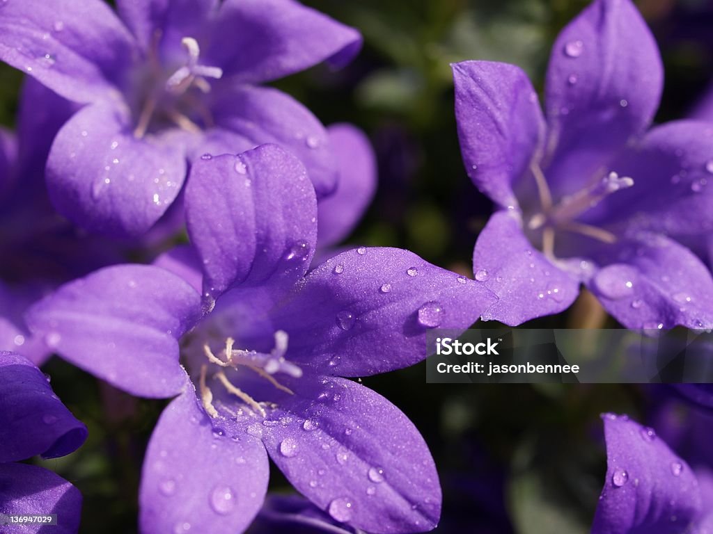 Purple Rain - Foto stock royalty-free di Acqua