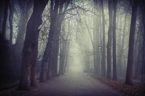 Photo of Park, Fog