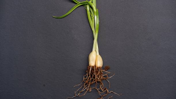 plántulas de ajo - ristra fotografías e imágenes de stock