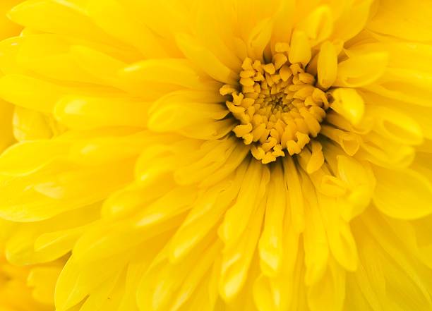 istock Yellow chrysanthemum flower 136947193