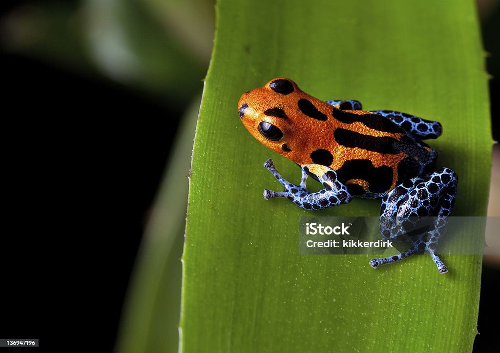 Dendrobates Rana di dardo Rosso con righe blu gambe - Foto stock royalty-free di Rana freccia - Rana