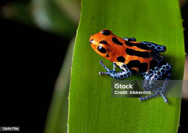 Dendrobates Rana Di Dardo Rosso Con Righe Blu Gambe - Fotografie stock e altre immagini di Rana freccia - Rana