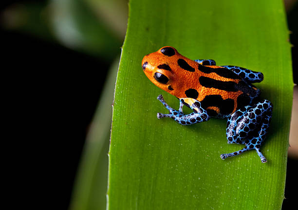 red striped poison dart frog blue legs stock photo