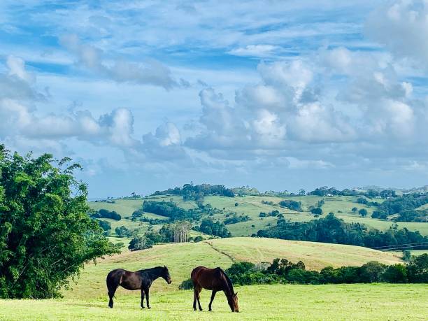 Horizontal landscape of chestnut horses grazing lush green grass pasture field with horizon hills and trees under a cloudy cloudscape sky in Bangalow near Byron Bay NSW Australia