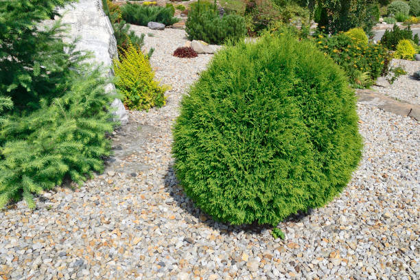 Thuja occidentalis 'Danica', eastern arborvitae - dwarf spherical evergreen conifer Thuja occidentalis 'Danica', eastern arborvitae - dwarf spherical evergreen conifer in stony coniferous garden. Beautiful coniferous ornamental plant for gardening or landscape design thuja occidentalis stock pictures, royalty-free photos & images