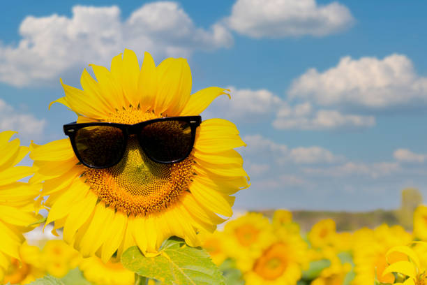 istock Sunflower wearing black glasses on a clear and cloudy day 1369474582