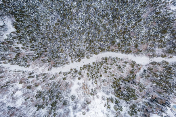 Free Stock Photo of Aerial view of snowy forest with sparse trees ...