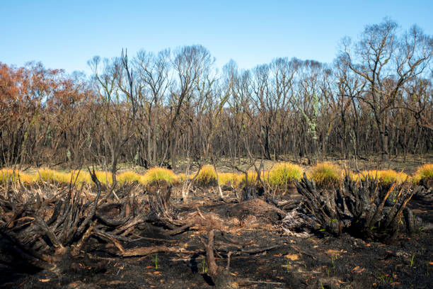 istock Regeneration in swampy heathland after a wildfire. 1369476606